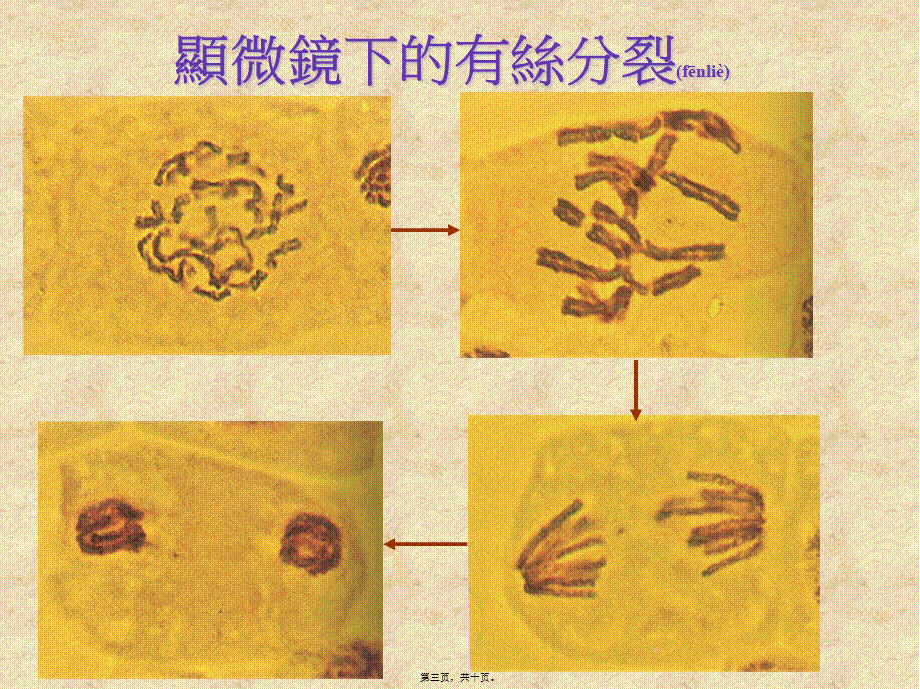 2022年医学专题—精品]有丝细胞分裂.ppt_第3页