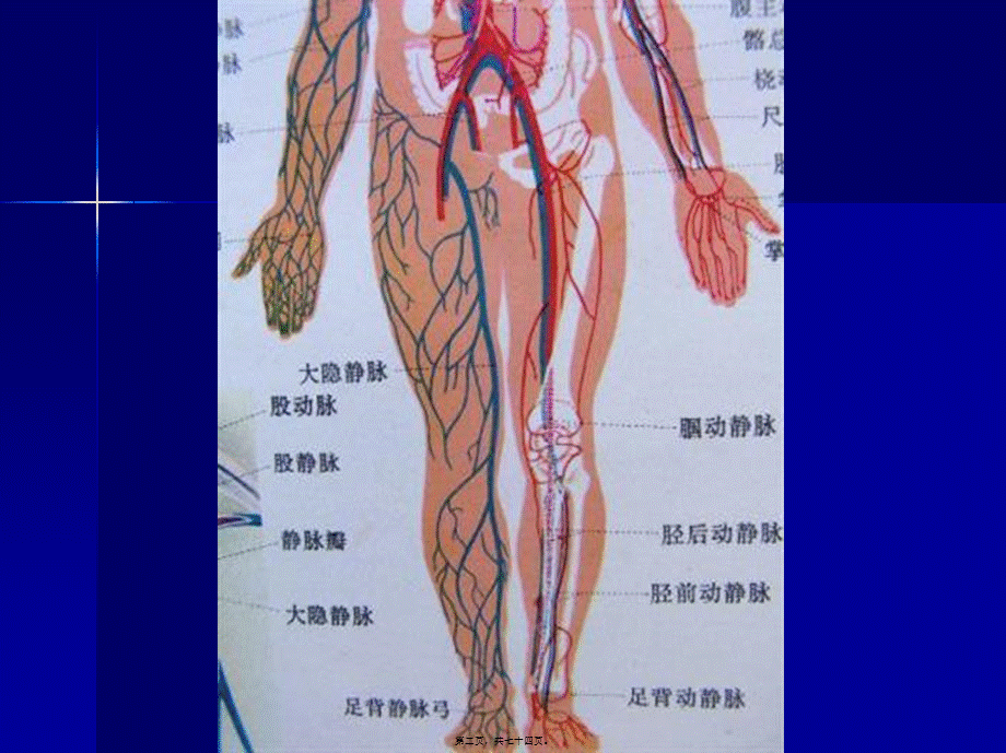 下肢静脉的超声检查.pptx_第2页