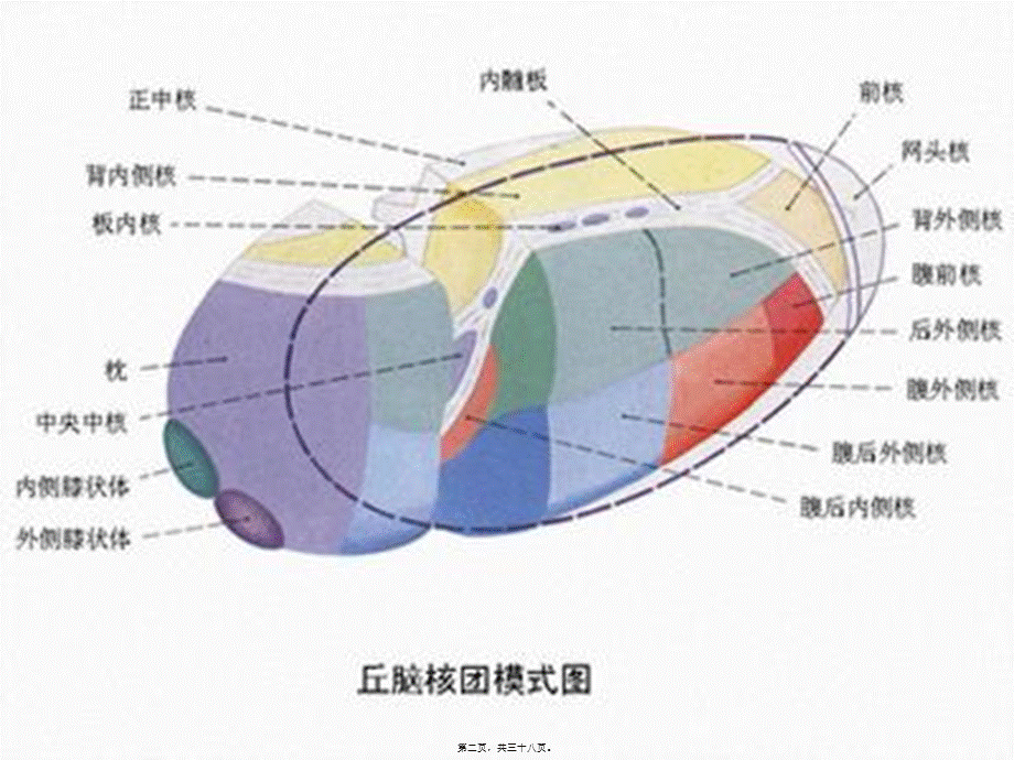 丘脑供血动脉及丘脑梗死.pptx_第2页