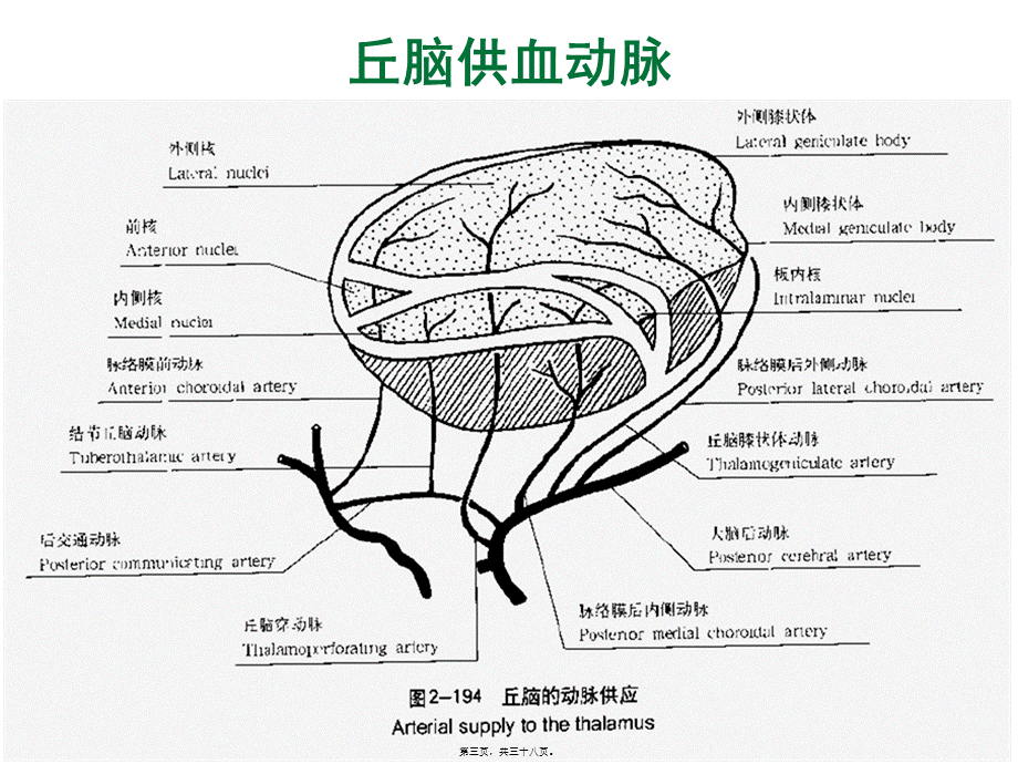 丘脑供血动脉及丘脑梗死.pptx_第3页