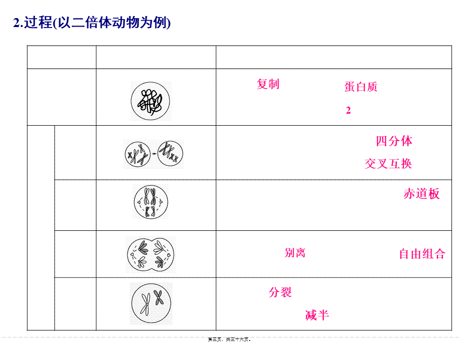 一轮复习动物精子和卵细胞的形成过程.pptx_第3页