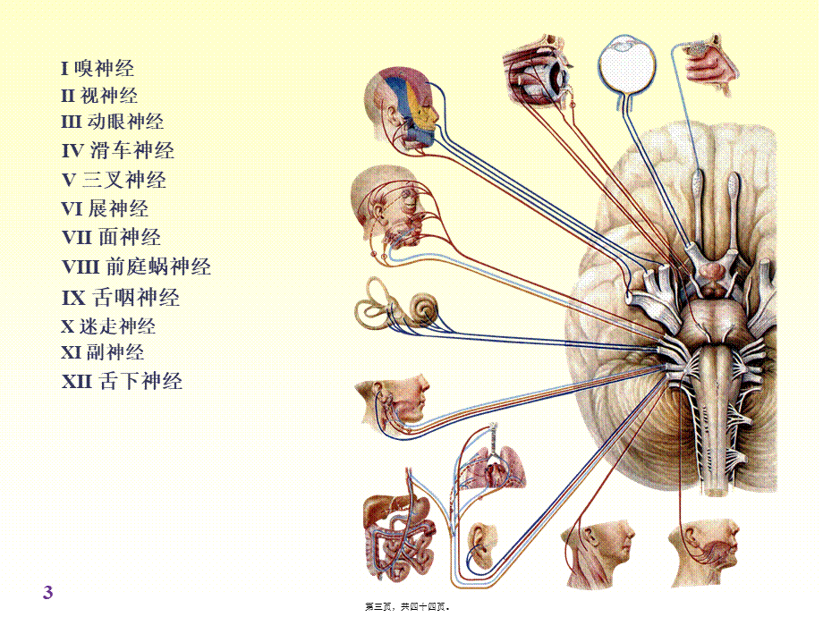 chapter脑神经精讲.pptx_第3页