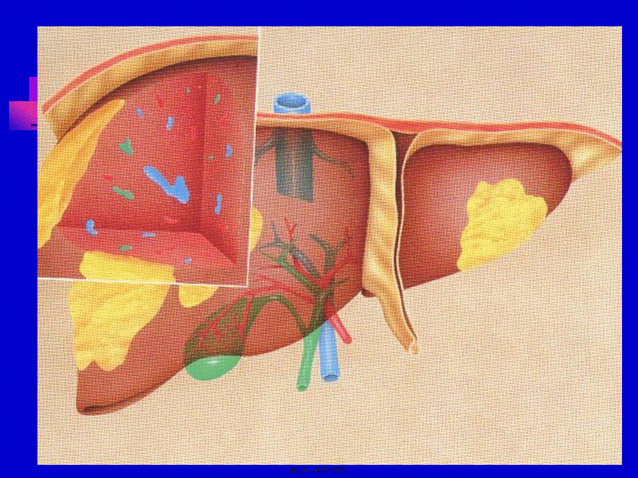 2022年医学专题—肝功能检查(3学时).ppt_第2页