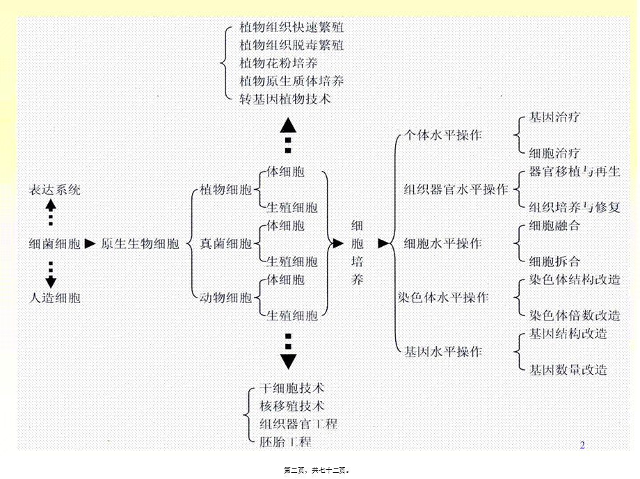 xb四、植物组织与细胞培养.pptx_第2页