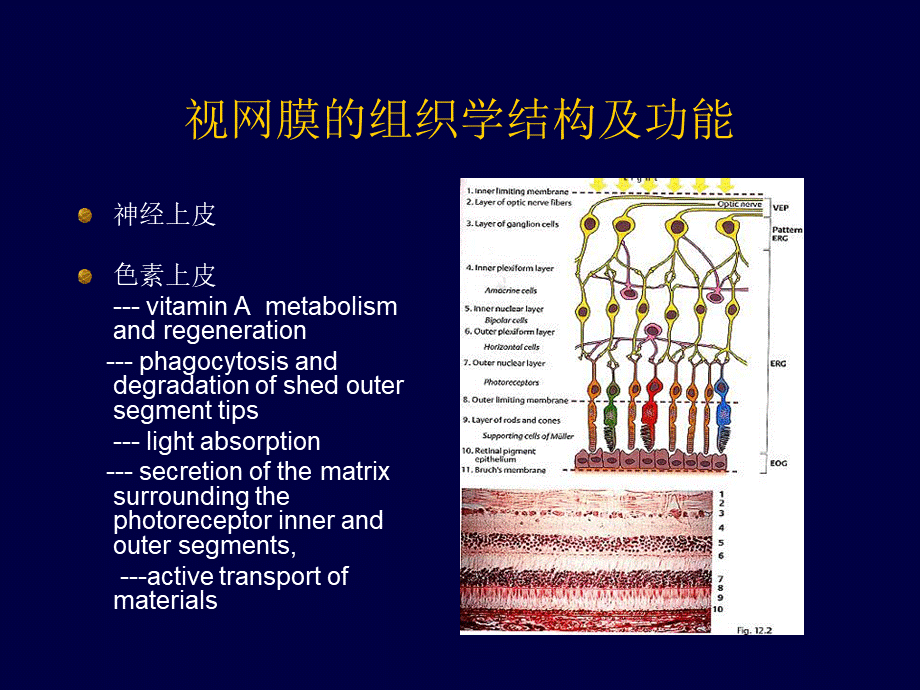 149眼底病、眼与全身病备份(1).ppt_第3页