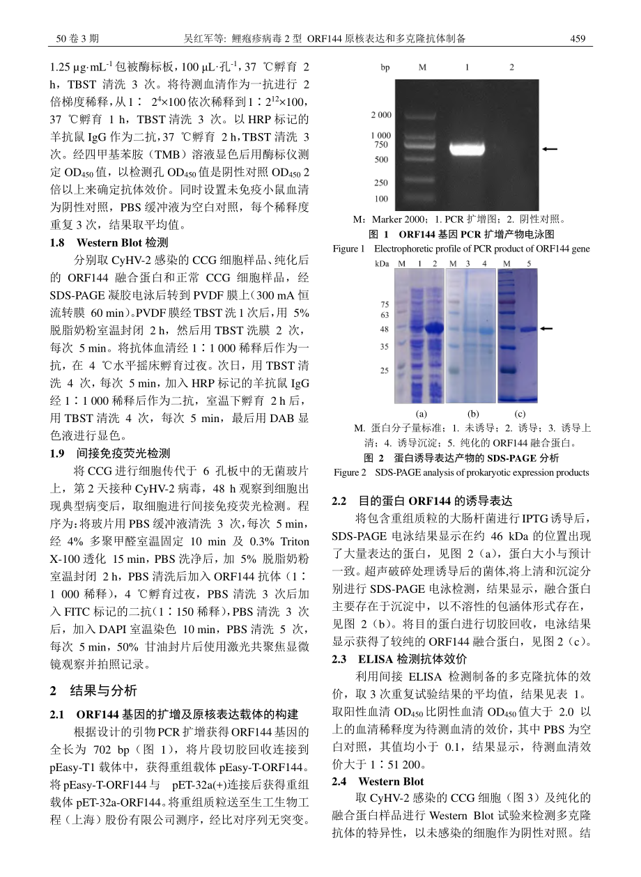 鲤疱疹病毒2型ORF144原核表达和多克隆抗体制备_吴红军.pdf_第3页