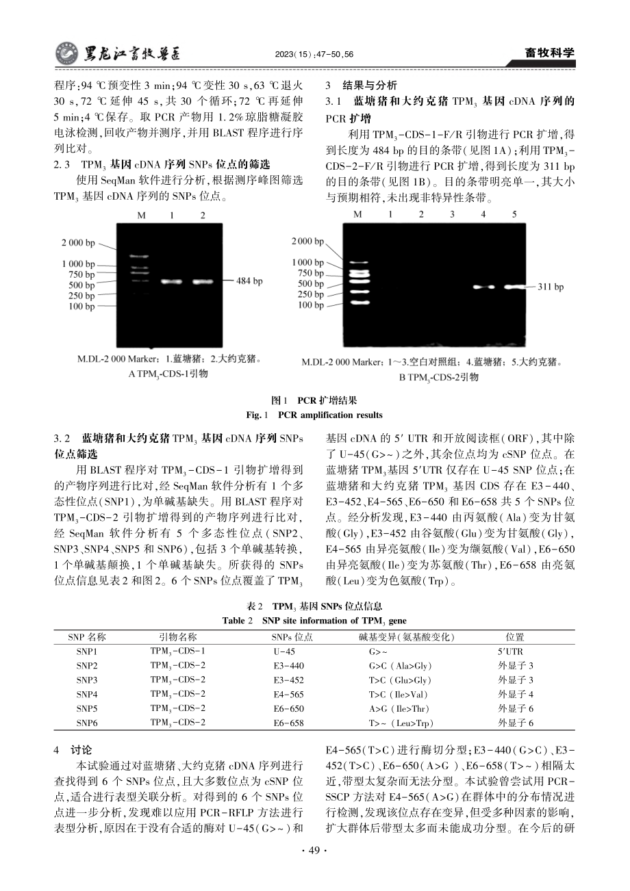 蓝塘猪和大约克猪TPM_3基因单核苷酸多态性分析_朱良瑞.pdf_第3页