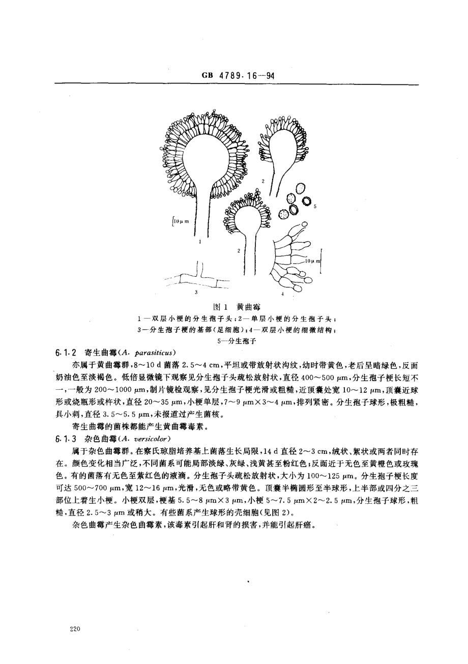 GB 4789.16-1994 食品卫生微生物学检验 常见产毒霉菌的鉴定.pdf_第3页