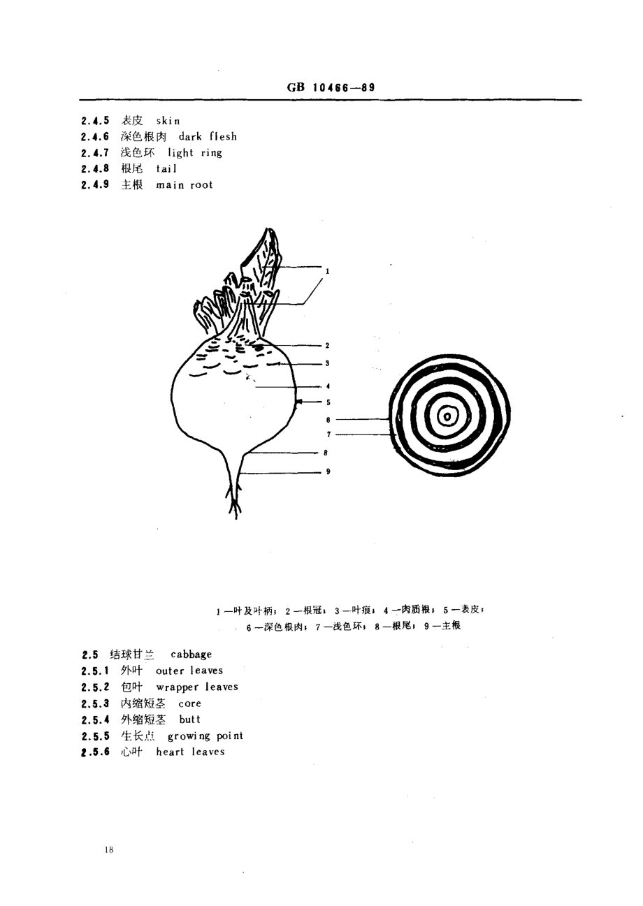 GBT 10466-1989 蔬菜、水果形态学和结构学术语(一).pdf_第3页