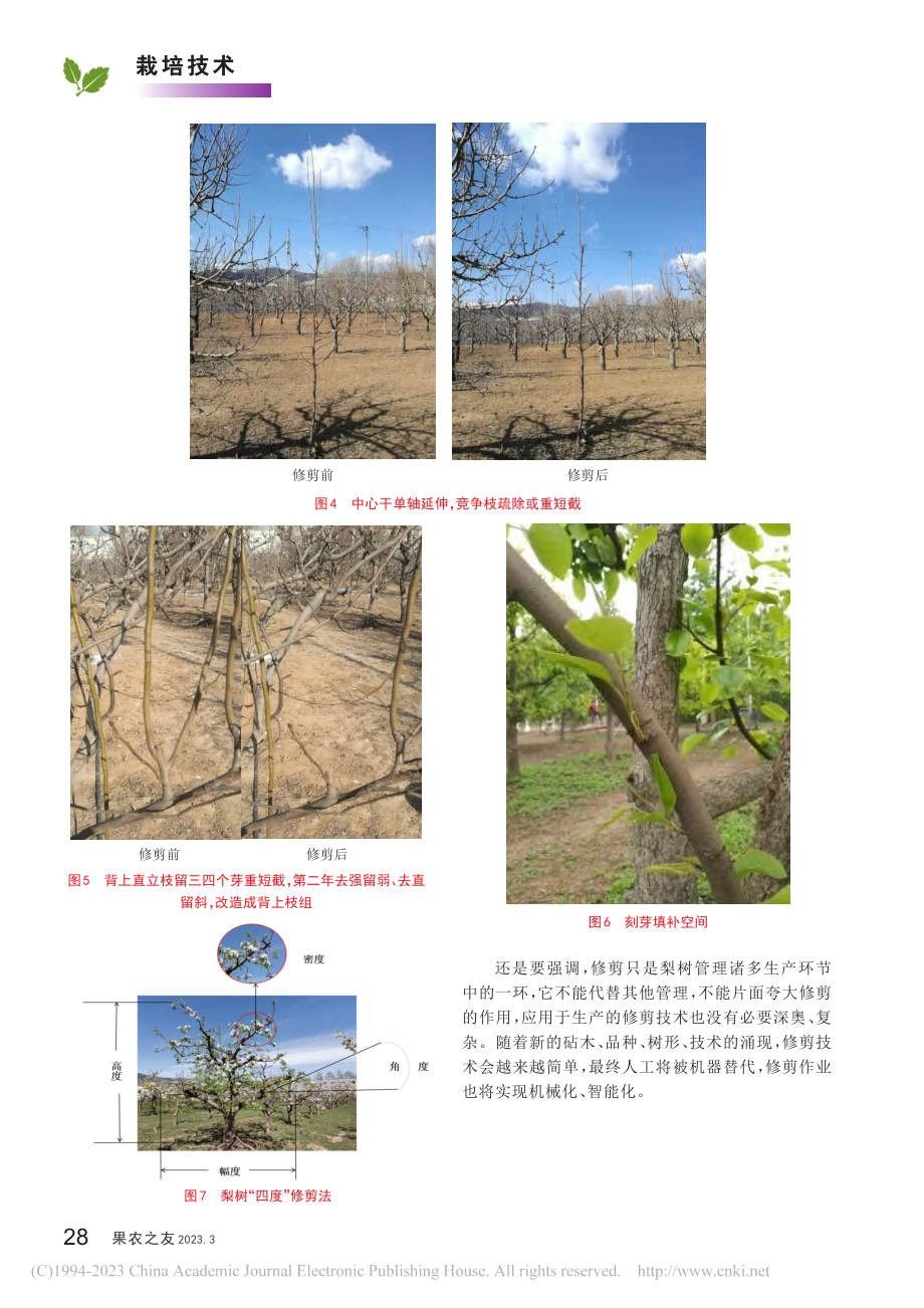 梨树“四度”修剪法_刘军.pdf_第3页