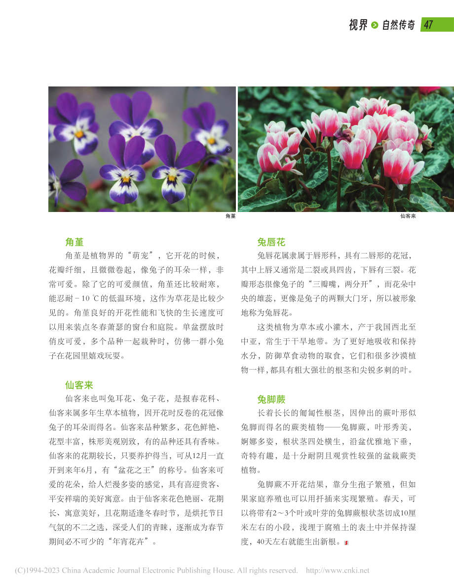 软萌的“兔”植物_江珊.pdf_第2页