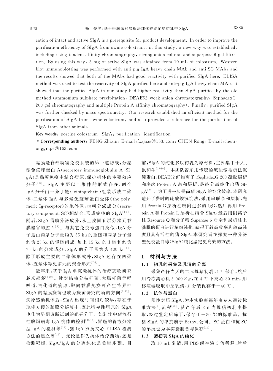 基于串联亲和层析法纯化并鉴定猪初乳中SIgA.pdf_第2页