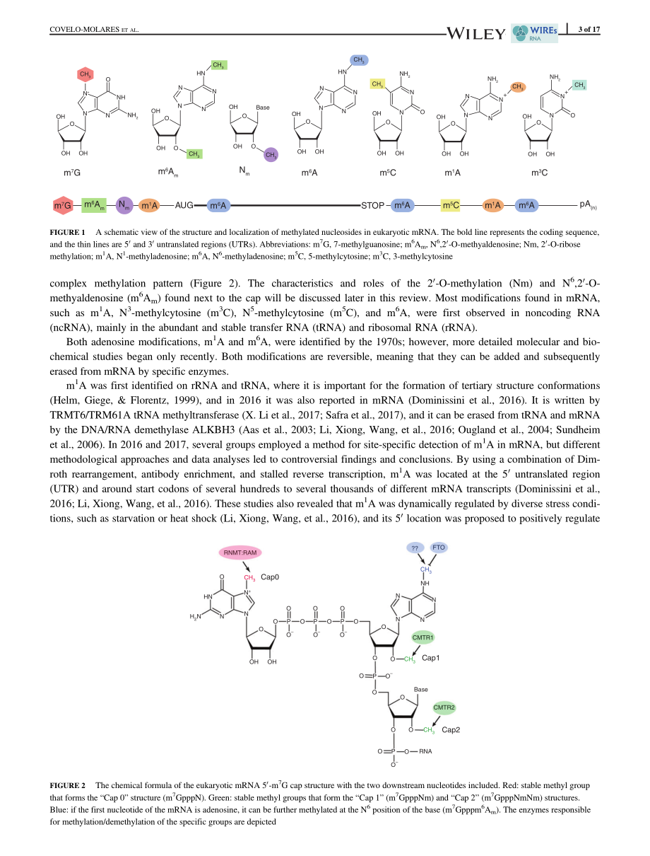 RNA methylation in nuclear pre-mRNA processing.pdf_第3页