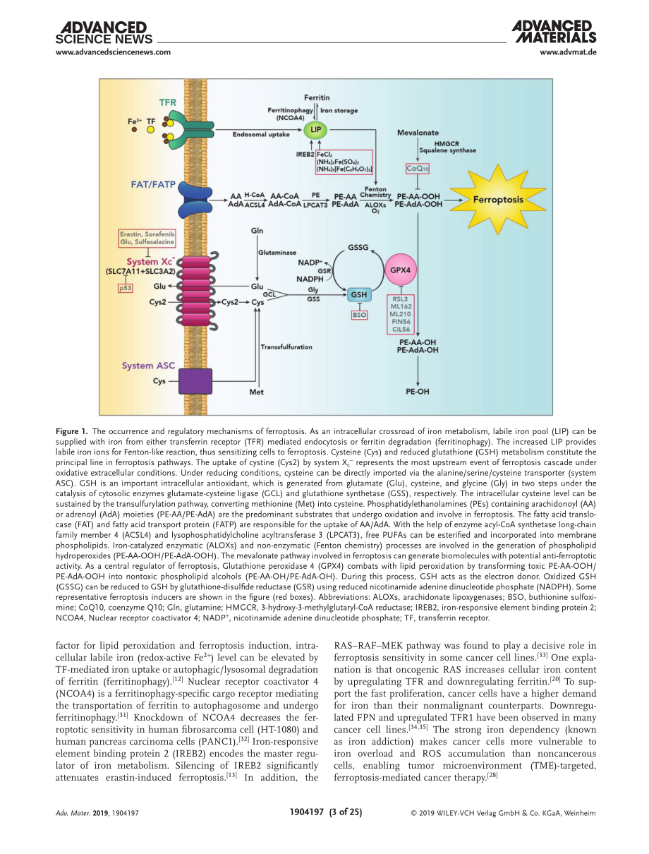 Recent Progress in Ferroptosis Inducers for Ca.pdf_第3页