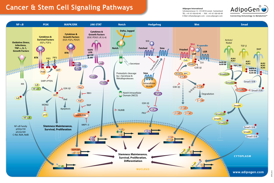 Cancer & Stem Cell Signaling Pathways.pdf_第1页