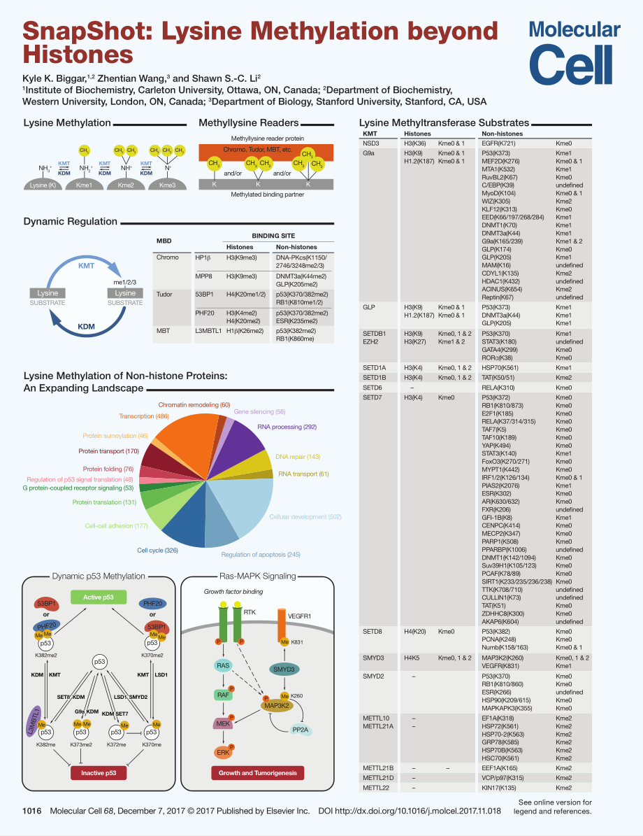 Lysine Methylation beyond Histones.pdf_第1页