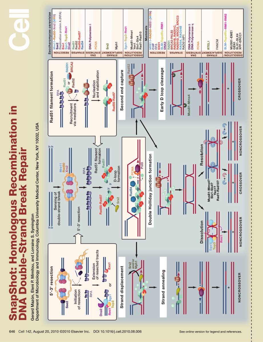 Homologous Recombination in DNA Double-Strand Break Repair.PDF_第1页