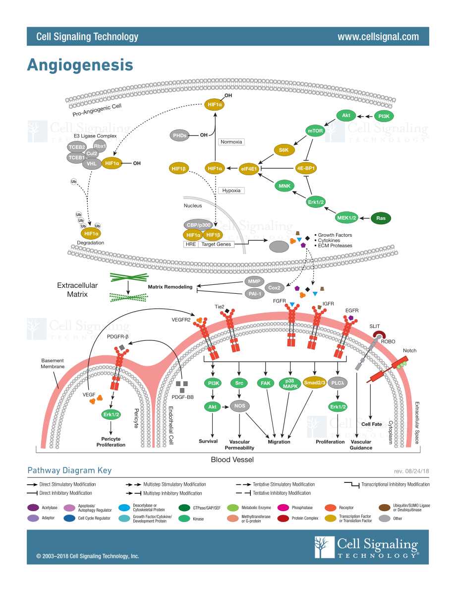 Angiogenesis.pdf_第1页