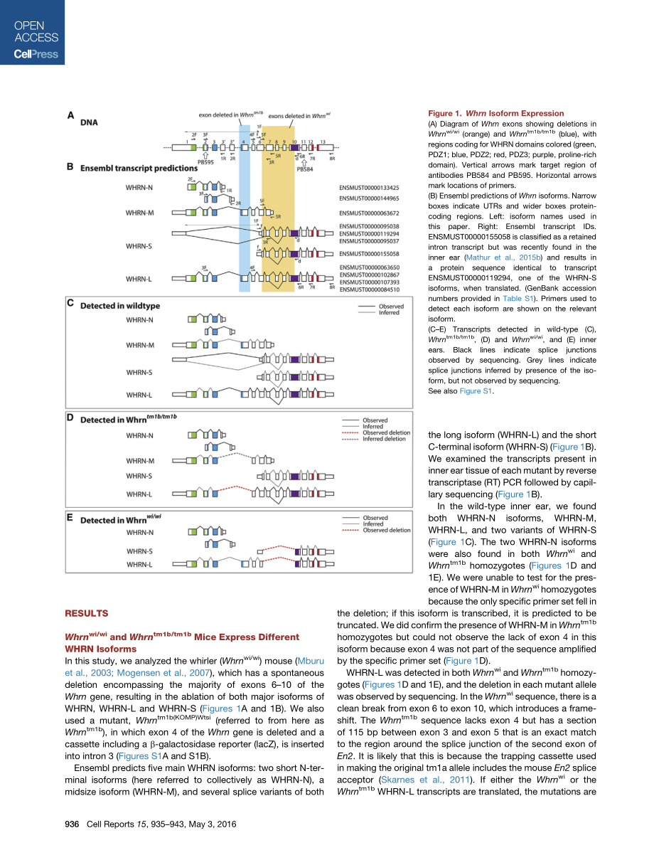 案例二Alternative Splice Forms Influence Functions.pdf_第3页