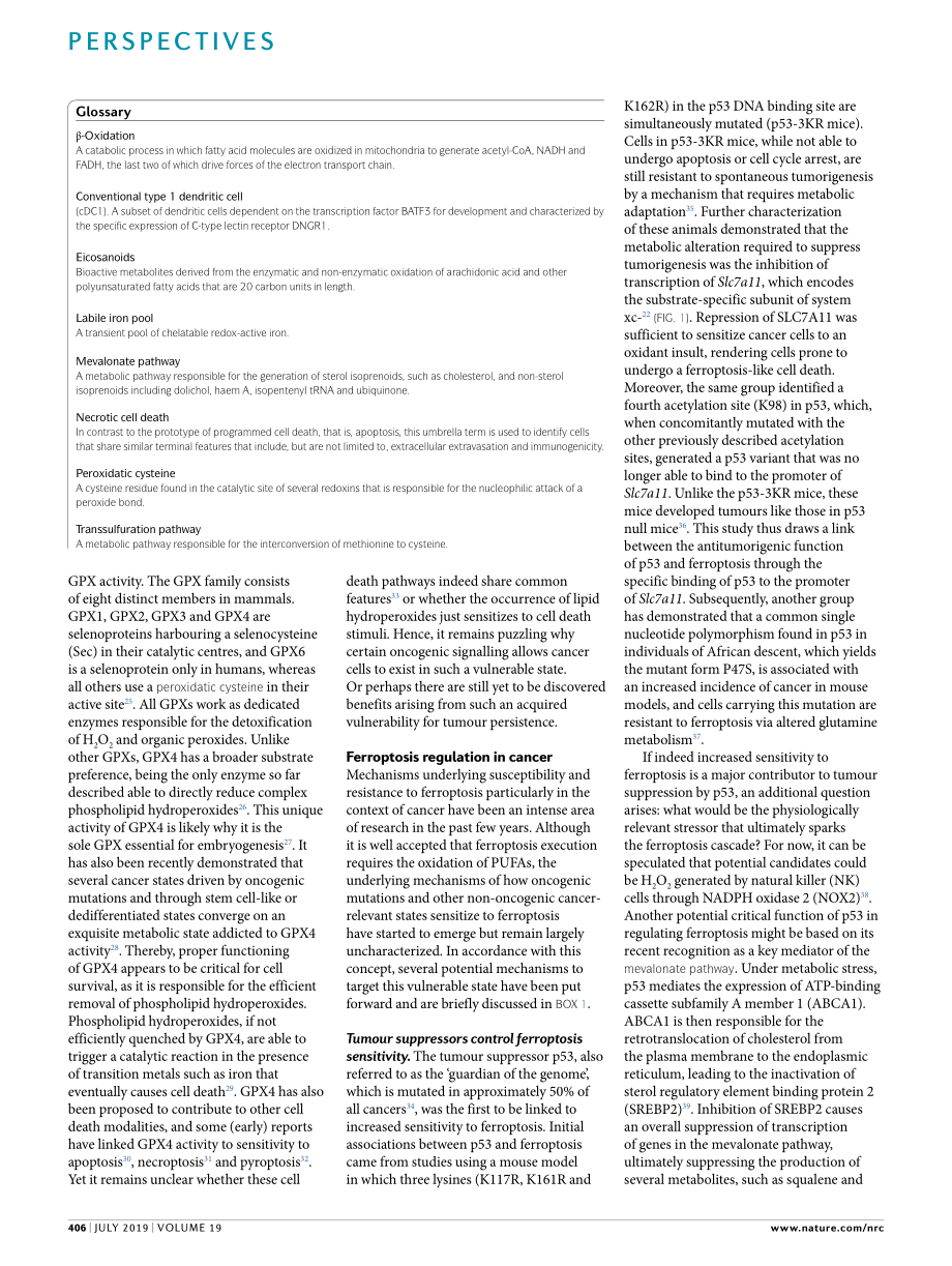 Ferroptosis at the crossroads of cancer- acqui.pdf_第2页