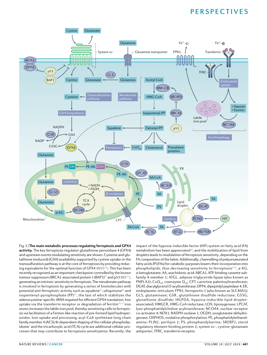 Ferroptosis at the crossroads of cancer- acqui.pdf_第3页