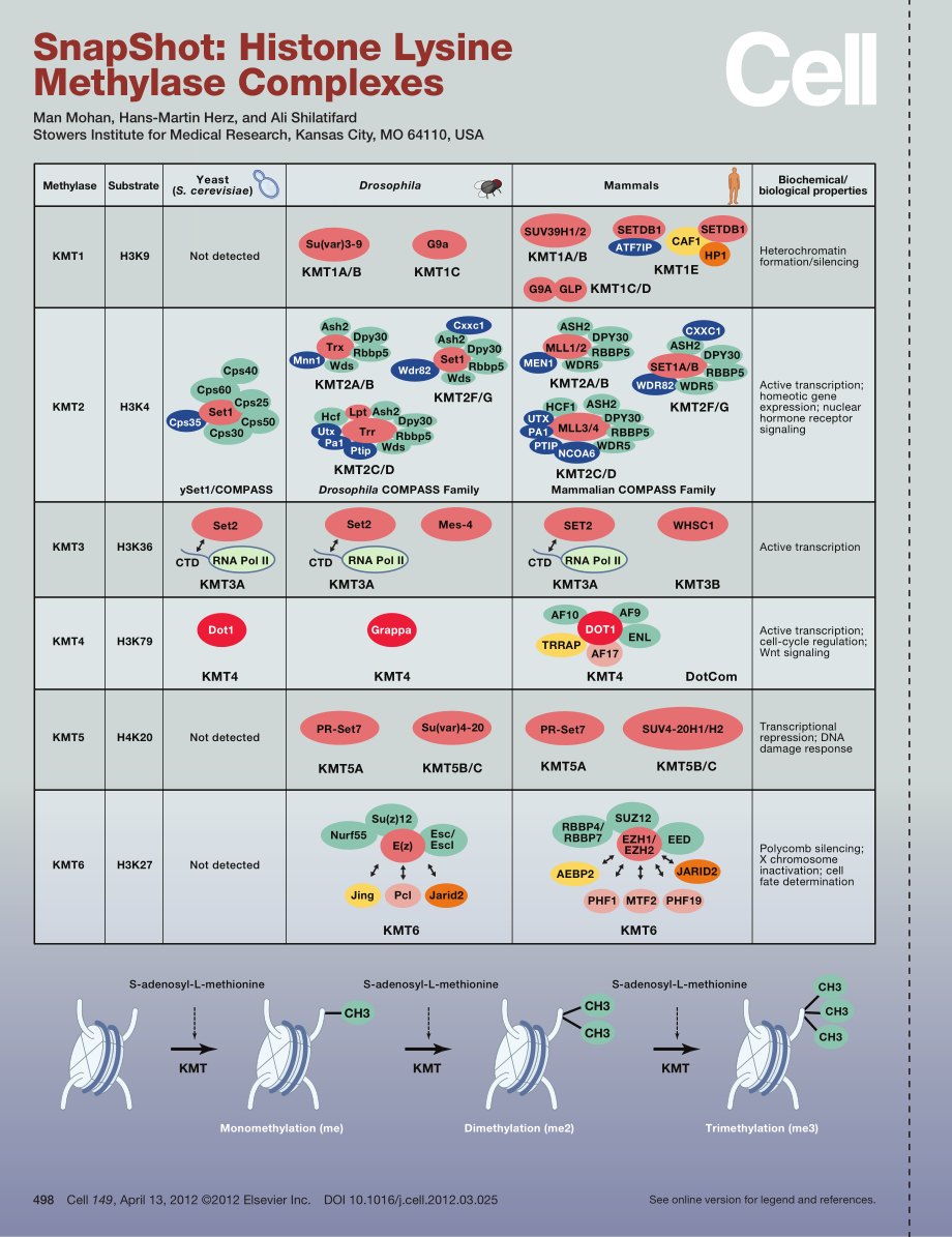 Histone Lysine Methylase Complexes.pdf_第1页