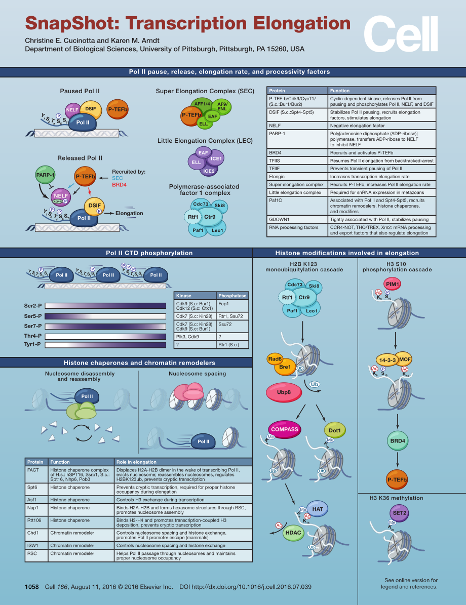 Transcription Elongation.pdf_第1页