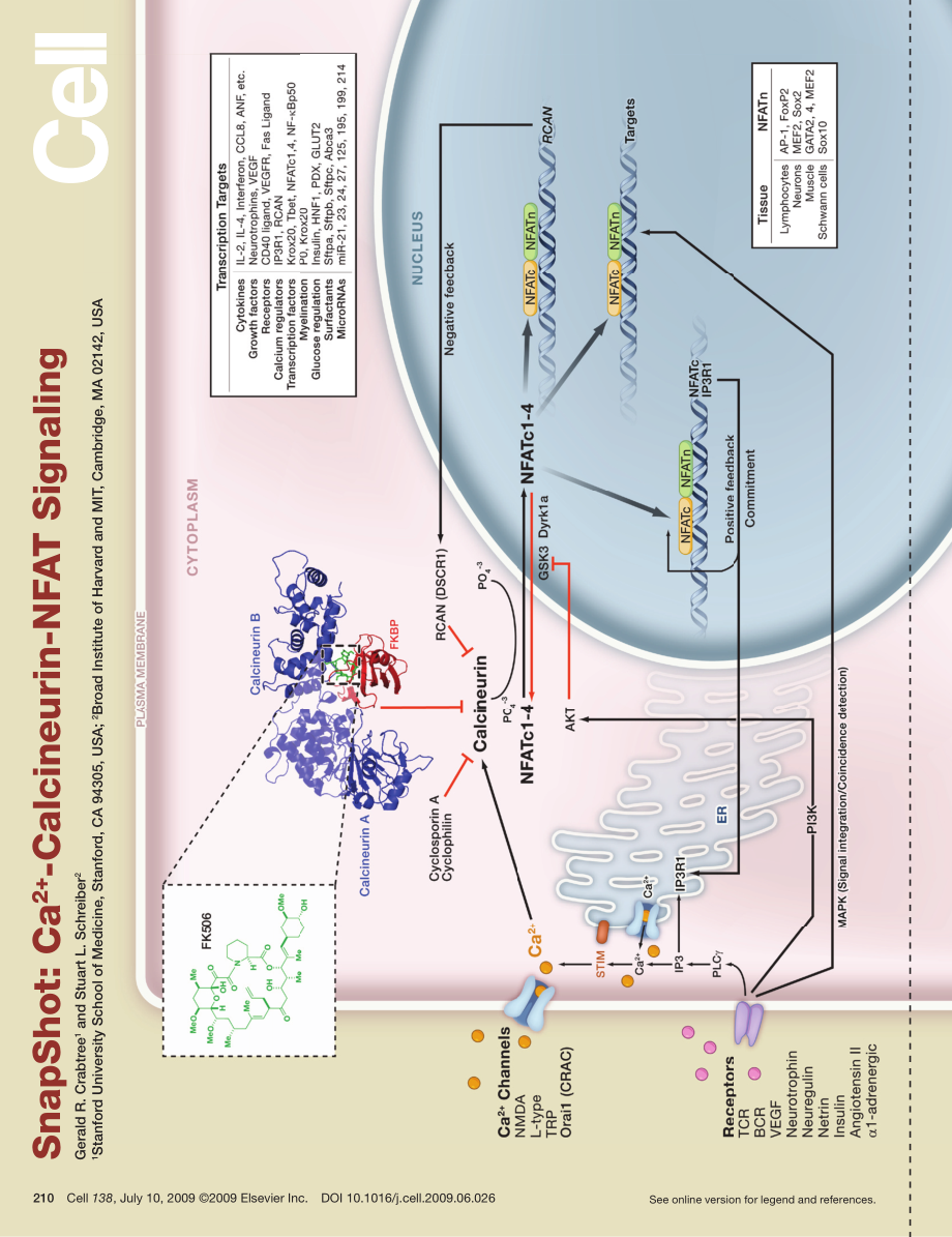 Ca2+-Calcineurin-NFAT Signaling.PDF_第1页