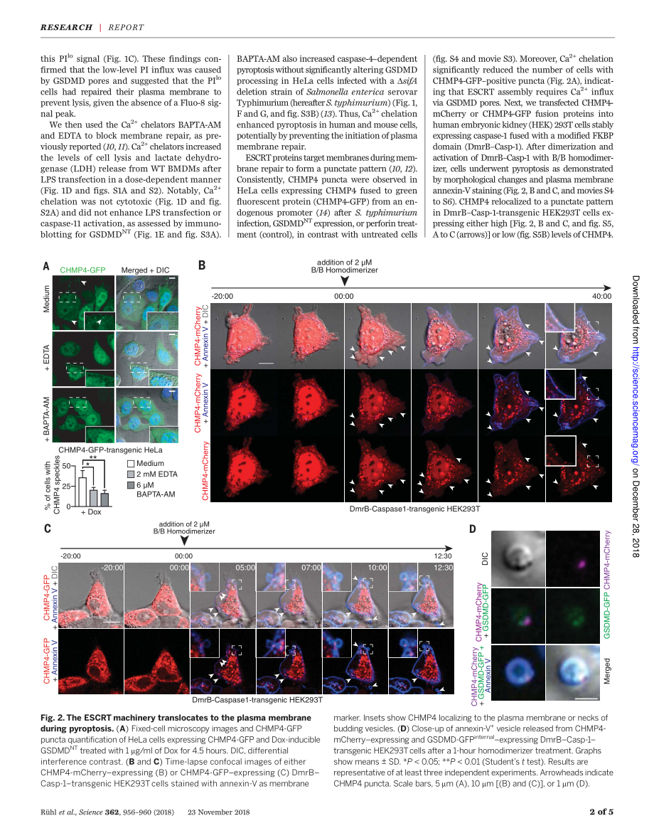 Ruhl-2018-ESCRT依赖性膜修复负调节GSDMD活化下游的细胞焦亡.pdf_第2页