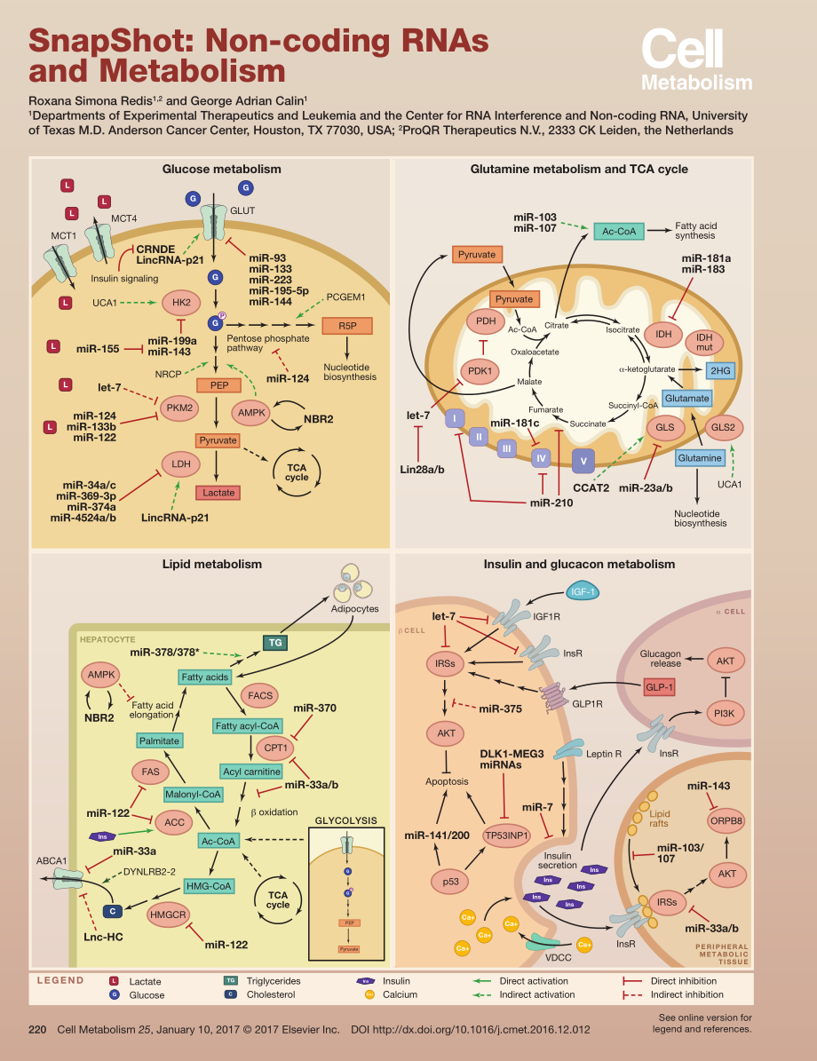 Non-coding RNAs and Metabolism.pdf_第1页