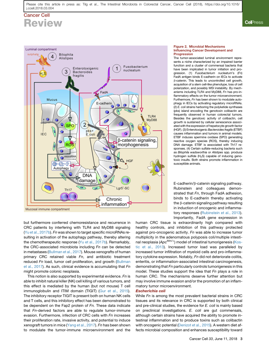 The Intestinal Microbiota in Colorectal Cancer.pdf_第3页