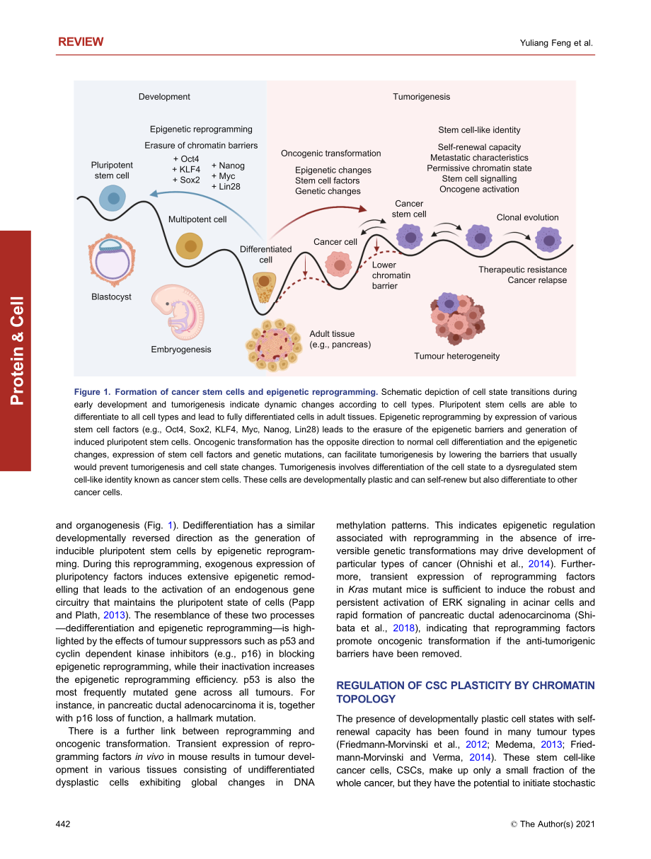 3D chromatin architecture and epigenetic regulation in cancer stem cells.__3D chromatin architecture and epigenetic regulation in cancer stem cells..pdf_第3页