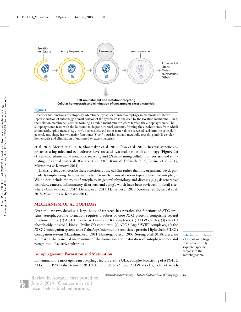 Diverse Cellular Roles of Autophagy.pdf_第3页