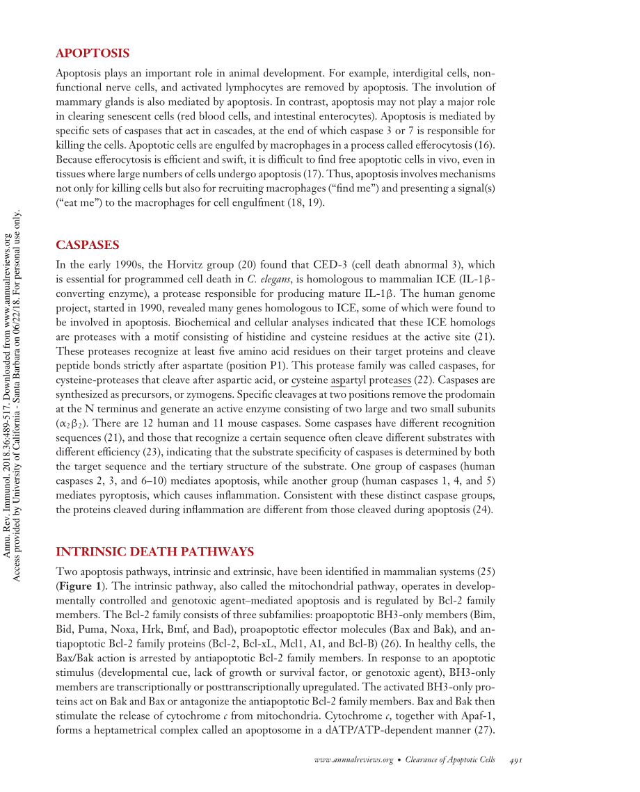 Annu. Rev. Immunol. 2018 细胞凋亡和凋亡细胞的清除.pdf_第3页