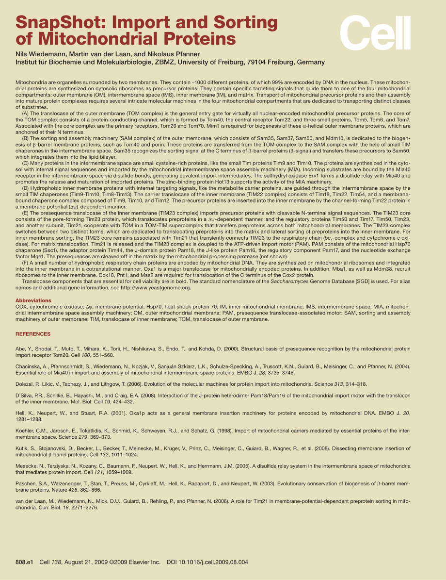 Import and Sorting of Mitochondrial Proteins.PDF_第2页