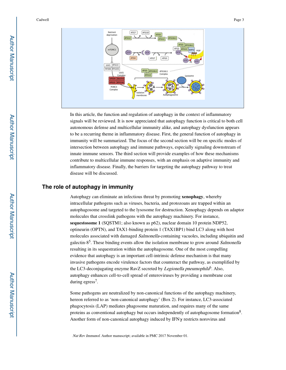 Crosstalk between autophagy and inflammatory signaling pathways-balancing host defence and homeostasis.pdf_第3页