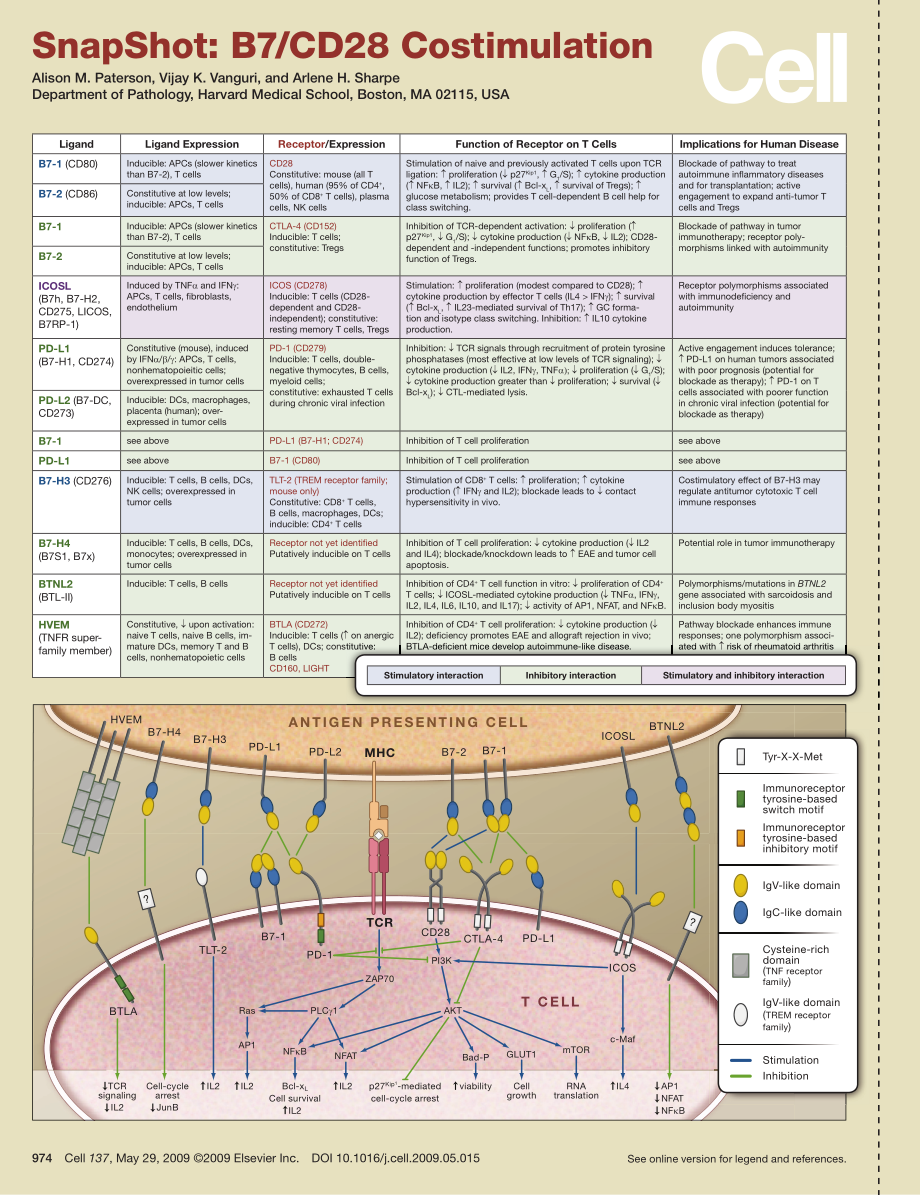 B7-CD28 Costimulation.PDF_第1页