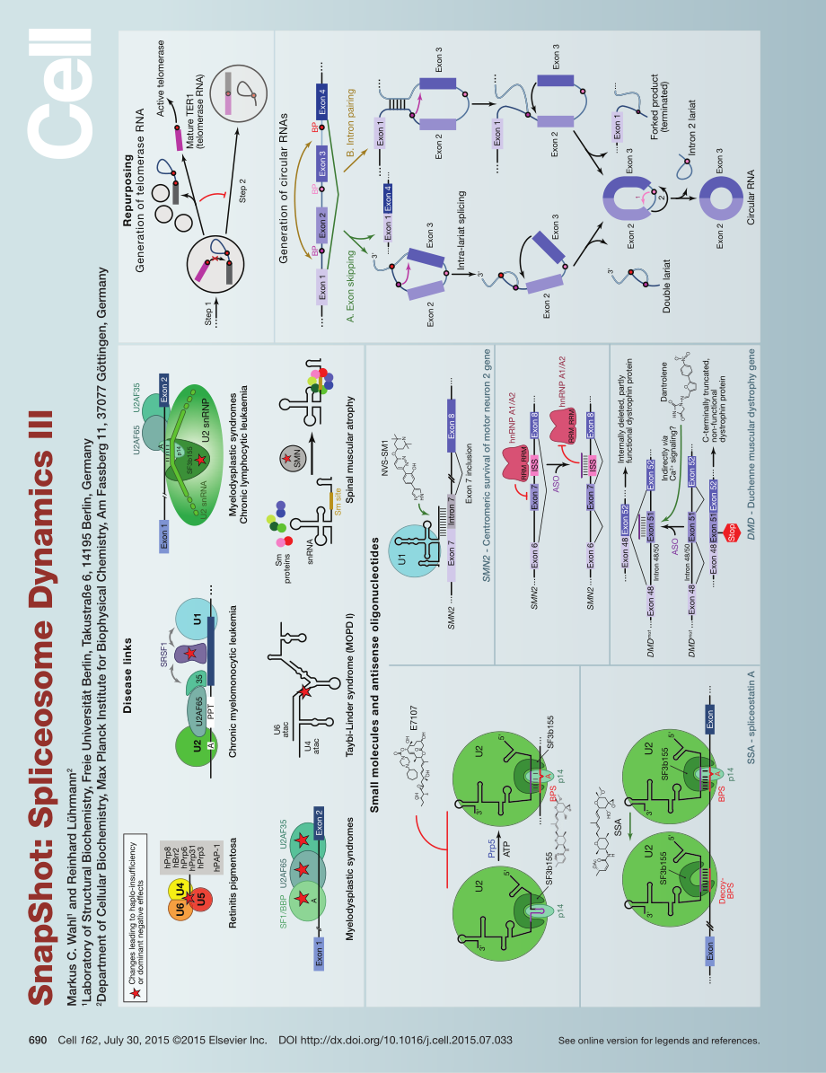 Spliceosome Dynamics III.pdf_第1页