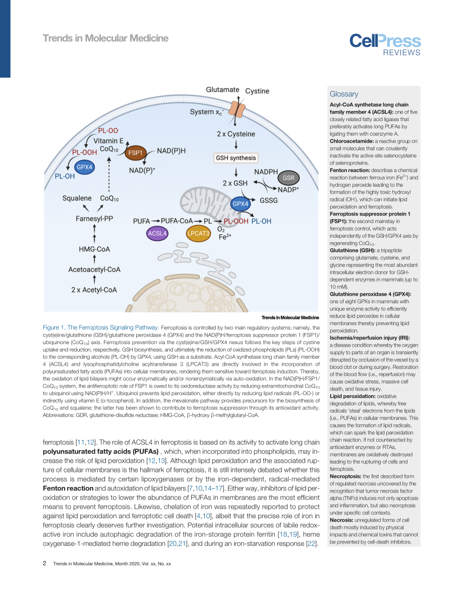 Targeting Ferroptosis New Hope for As-Yet-Incu.pdf_第2页