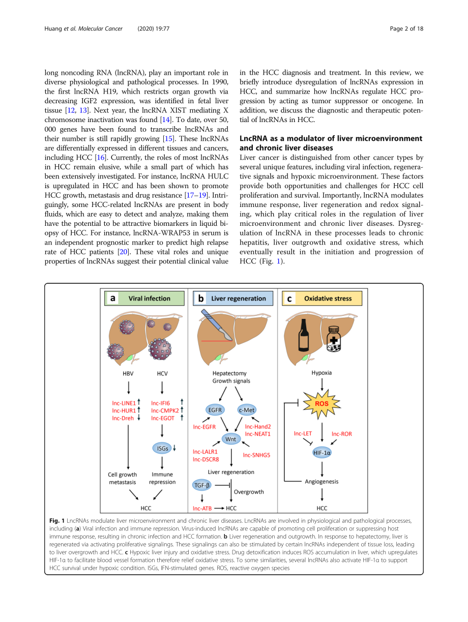 The role of long noncoding RNAs in hepatocellu.pdf_第2页