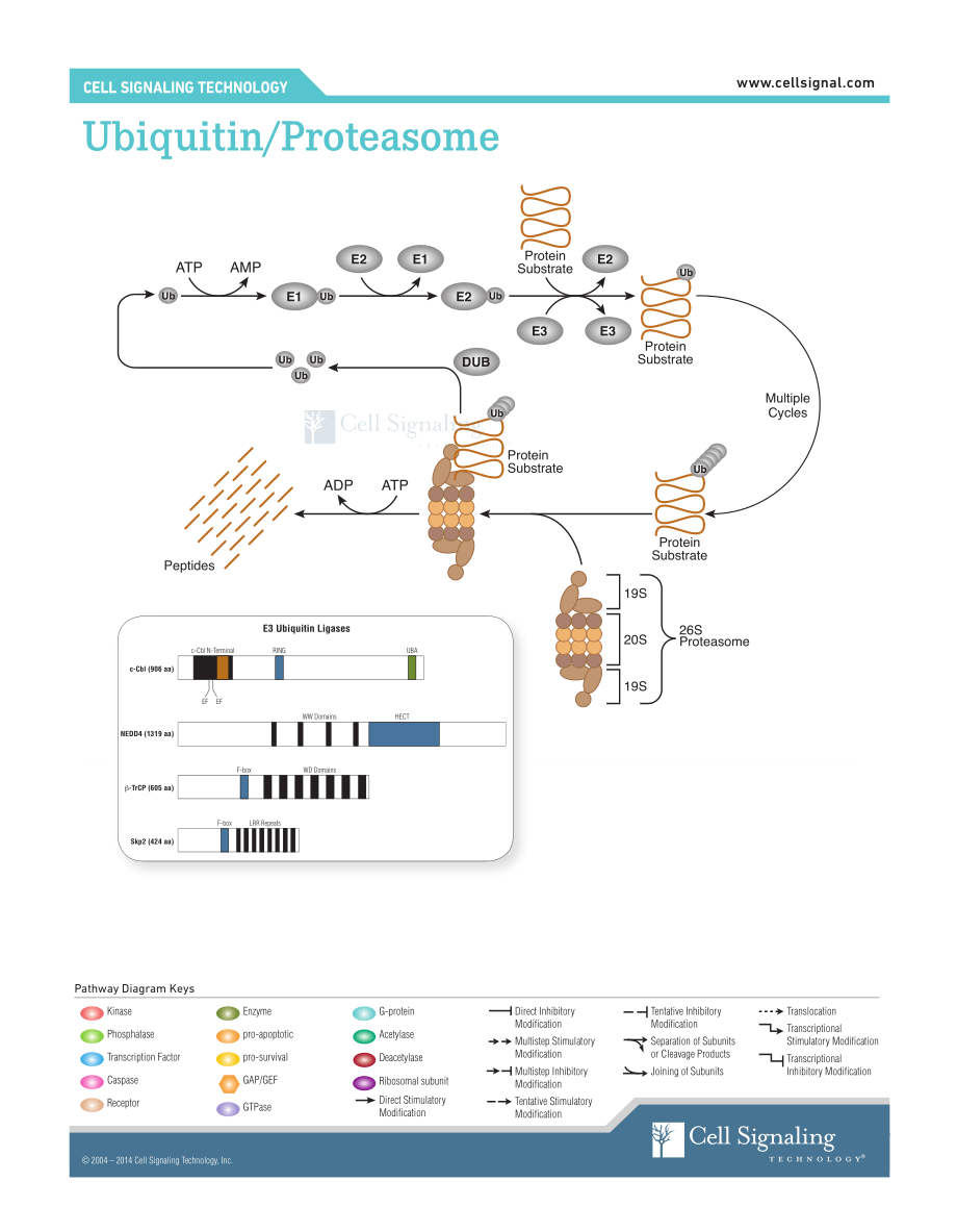 Ubiquitin - Proteasome Interactive Pathway.pdf_第1页