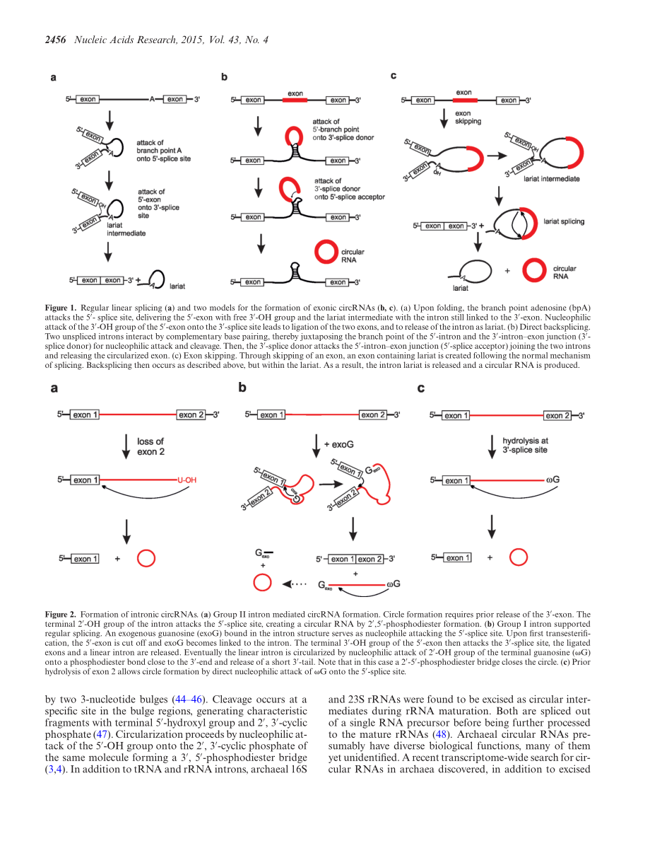 RNA circularization strategies in vivo and in vitro.pdf_第3页