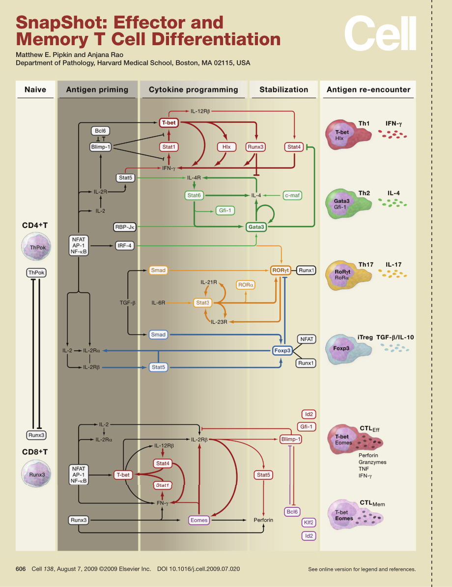 Effector and Memory T Cell Differentiation.pdf_第1页