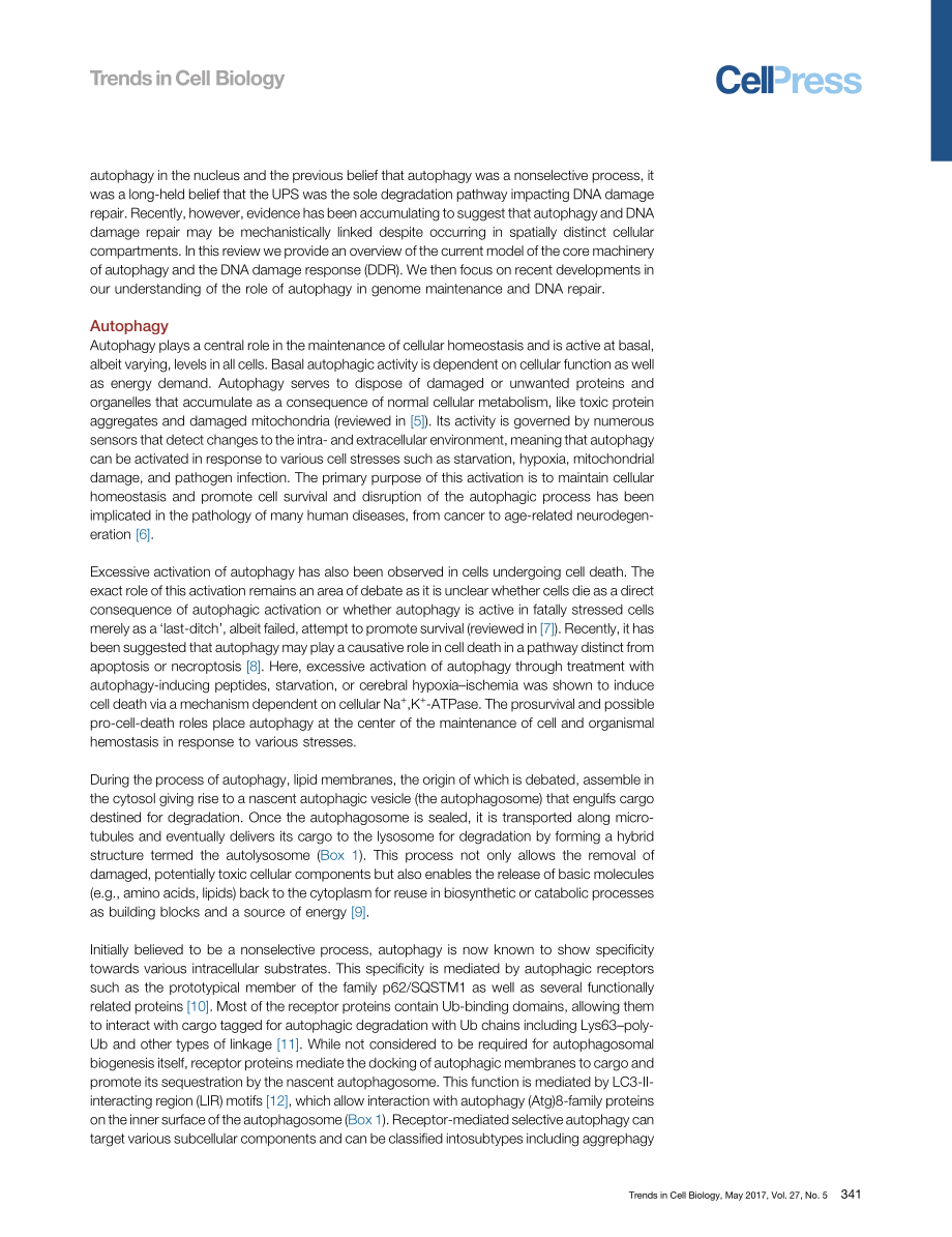 Repair, Reuse, Recycle-The Expanding Role of Autophagy in Genome Maintenance.pdf_第2页