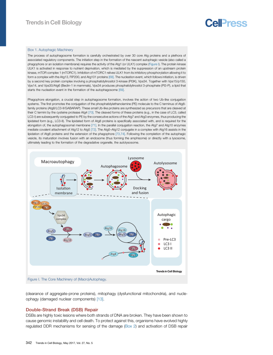 Repair, Reuse, Recycle-The Expanding Role of Autophagy in Genome Maintenance.pdf_第3页