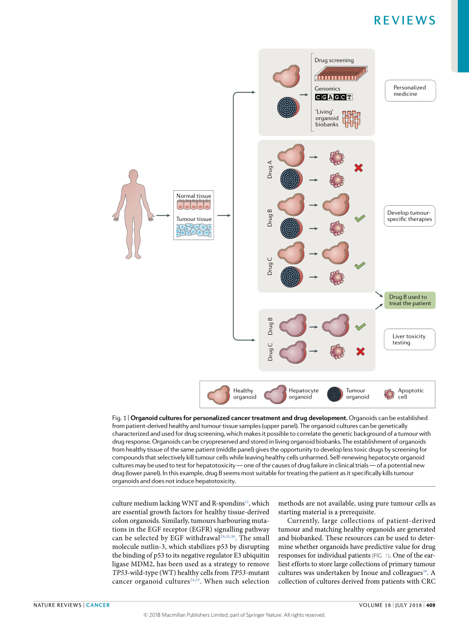 Drost-2018-Organoids in cancer research.pdf_第3页