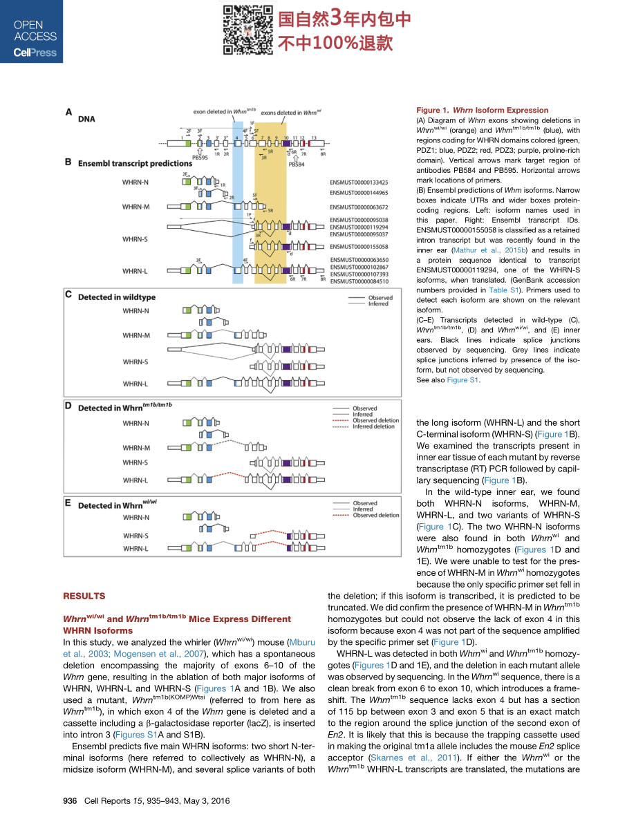 案例二Alternative Splice Forms Influence Functions.pdf_第3页