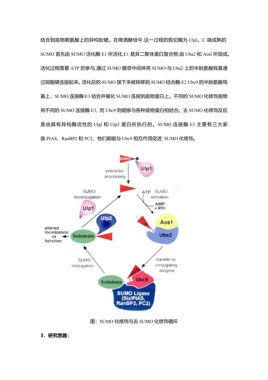 1、蛋白翻译后修饰- SUMO化.docx_第2页