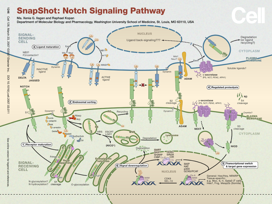 Notch Signaling Pathway.pdf_第1页