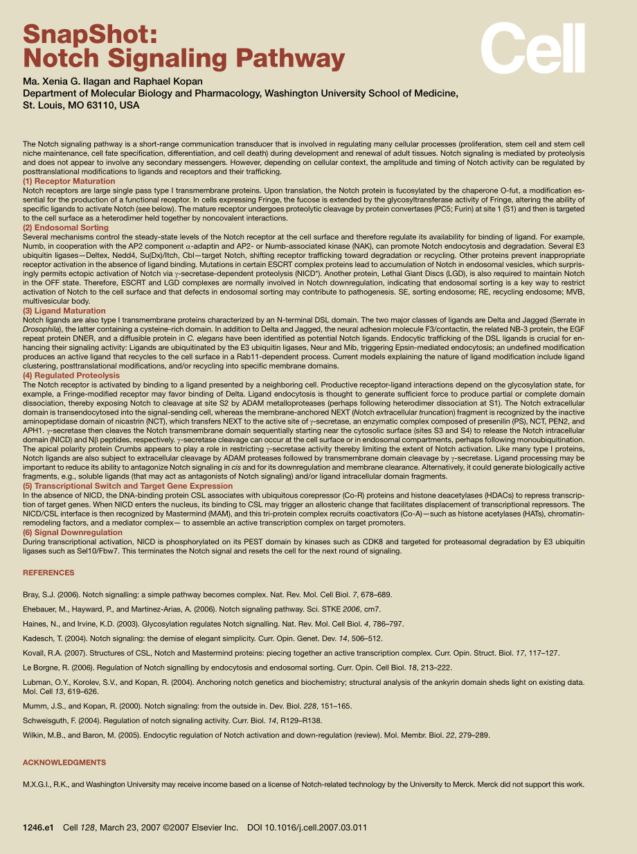 Notch Signaling Pathway.pdf_第2页